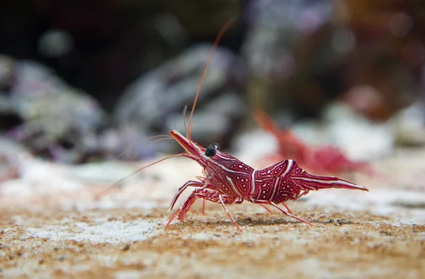 Camel Shrimp, Rhynchocinetes uritai