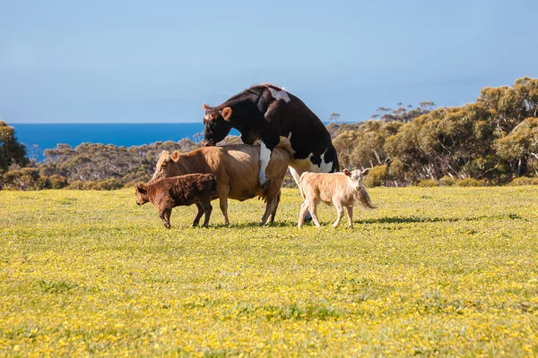 Cattle mating — Zdjęcie stockowe