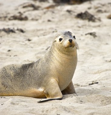 Sea lion resting on a beach