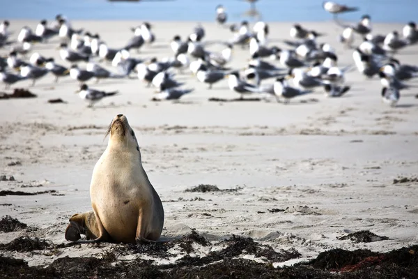 Sea lion resting on a beach — Stock Photo, Image