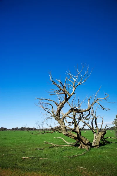 Çim alan tuhaf ölü ağaç — Stok fotoğraf