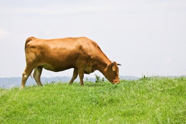 Shorthorn sığır çim besleme