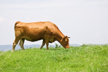 Shorthorn cattle feeding grass clipart