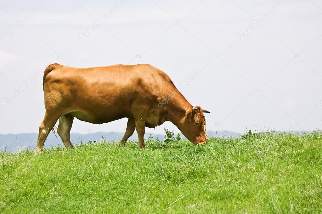 Shorthorn cattle feeding grass