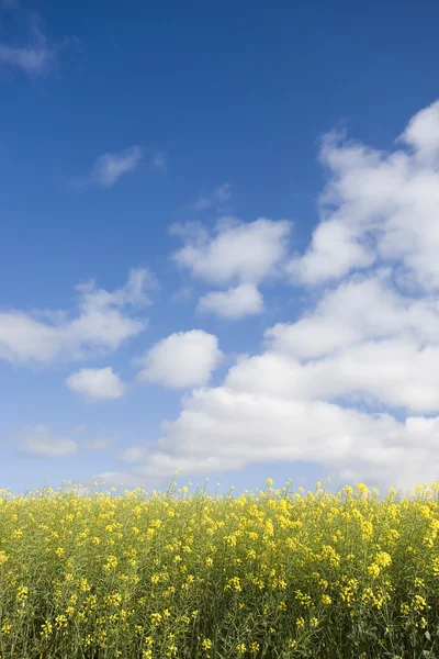 Canola field against blue sky — Stock Photo, Image