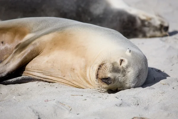 Sea lion resting on a beach — Stock Photo, Image