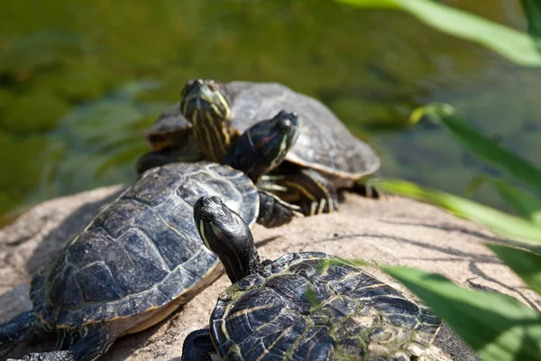 Group of red eared sliders — Stock Photo, Image