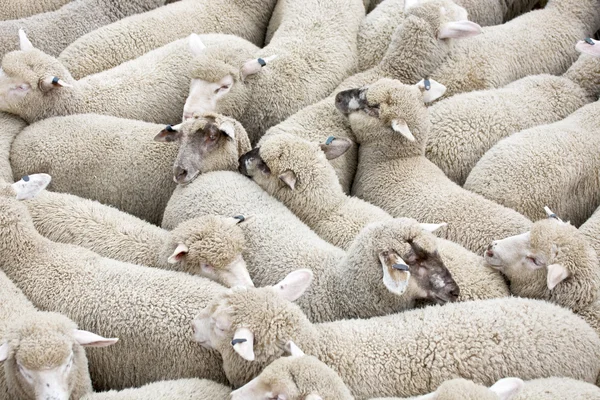 Rebanho de ovelhas em um caminhão — Fotografia de Stock