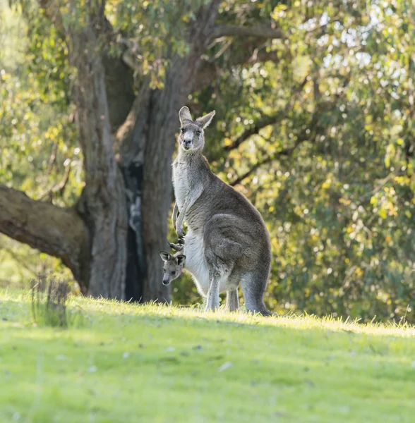 Känguru-Mutter mit Baby Joey — Stockfoto