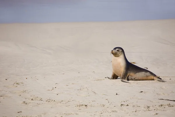 Sea lion resting on a beach