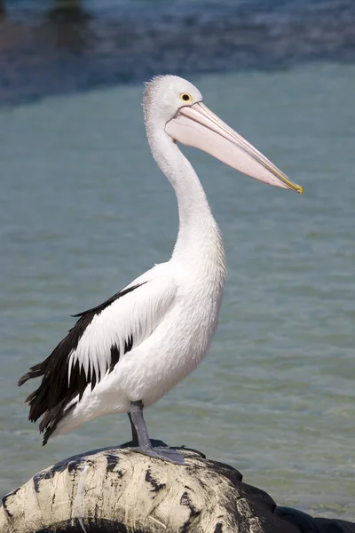 Pelicano à beira-mar — Fotografia de Stock