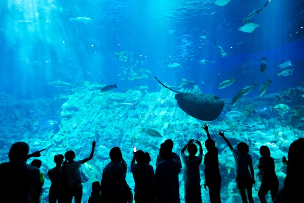 Люди в аквариуме — стоковое фото