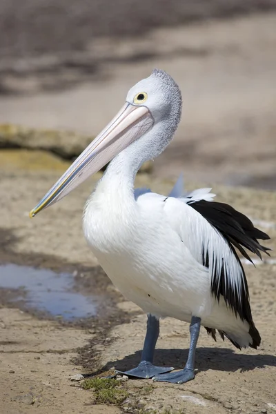 Pelican in riva al mare — Foto Stock