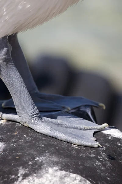 Close-up of the webbed feet of a pelican — Stock Photo, Image