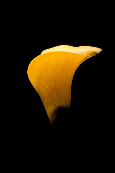 Yellow flower against dark background — Stock Photo, Image