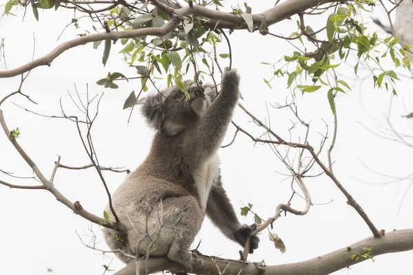 Koala picking eucalyptus leaves to eat — Stock Photo, Image