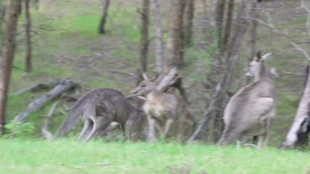 Tracking shot av en känguru hoppa — Stockvideo