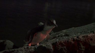 Denizden iç içe geçmiş alanına dönen küçük penguen