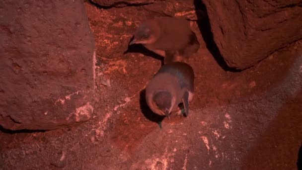 Küçük penguen kızlar — Stok video