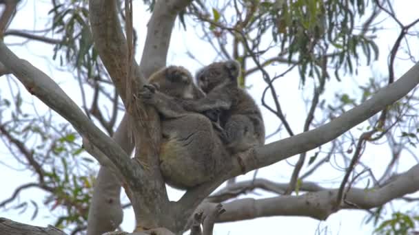 Koala-Baby und Mutter auf einem Eukalyptusbaum — Stockvideo
