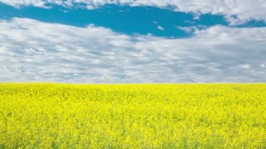 Motorlu dolly timelapse video kanola alanının