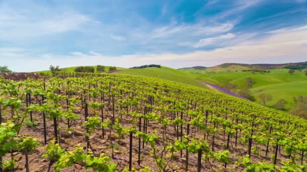 Motorisiertes Zeitraffer-Video von Weinreben in einem Weinberg — Stockvideo