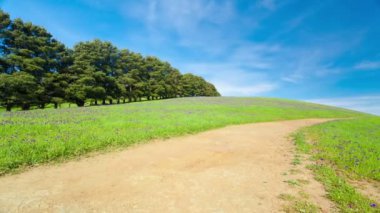 Motorlu dolly timelapse video bir yürüyüş yolu