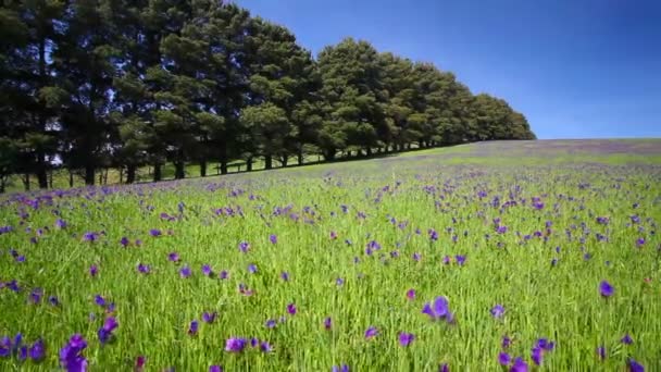 Motorized dolly shot of a meadow — Stock Video