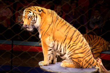 Sirk arenasında sirk kaplanı