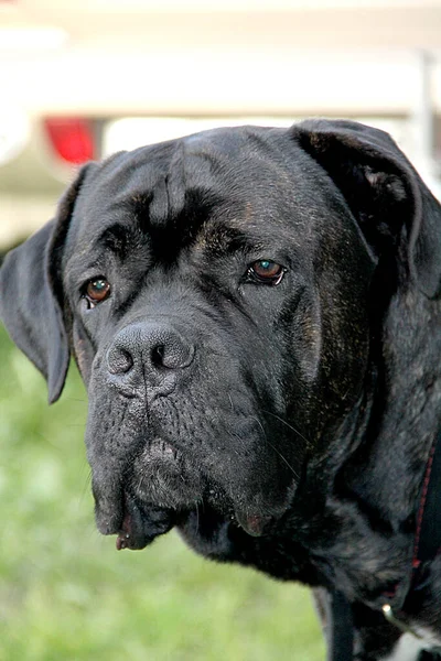 black fighting dog with sad eyes
