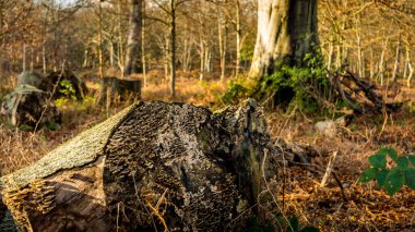 Ağaç kütüğünde büyüyen mantar, Dunham Massey 'de bir sonbahar gününde Bokeh Ormanı' nın seslendirdiği mantar.