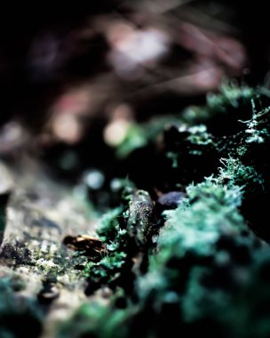 Bir ağaç kabuğuna yakın çekim