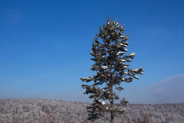 Arbre d'hiver — Photo