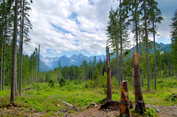 Stock image Broken tree trunks on the background of mountains