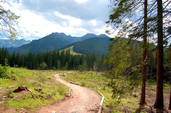 Kronkelende rotsachtige pad op de berg glade — Stockfoto