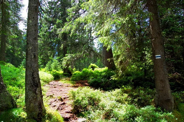 Trilha montesa pitoresca com belas paisagens — Fotografia de Stock