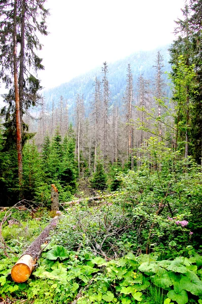 신비한 산 숲 사이의 빈 터에 부러진된 나무 — 스톡 사진