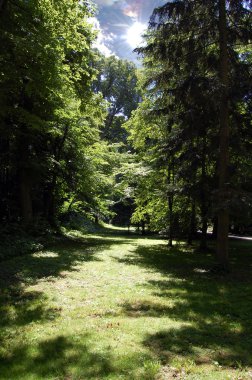 Güzel ışıklı gizemli orman Temizleme