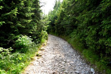 Ormanın ortasında dağın kayalık yol