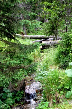 Bir ormanın ortasında sakin akışı