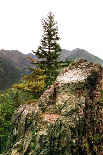 Einsamer Felsen am Berghang — Stockfoto