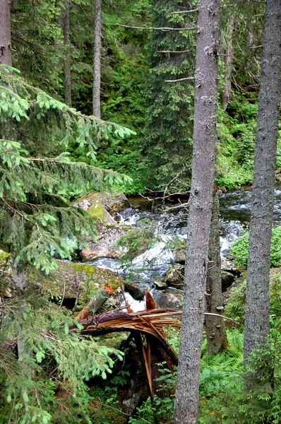 Mysterious mountain river in the middle of the forest — Stock Photo, Image