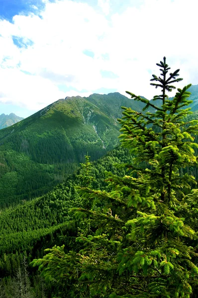 Belle vallée verte couverte de forêts — Photo