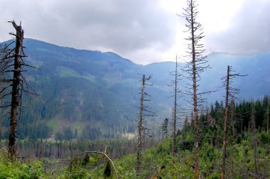 Bir dağ ormandaki kırık gövdeleri