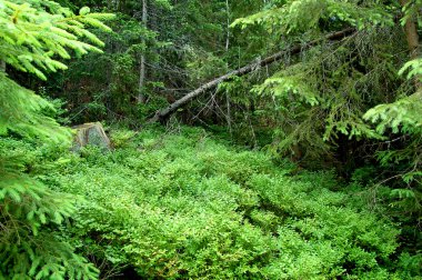 Düşmüş bir orman glade ağaçlarda