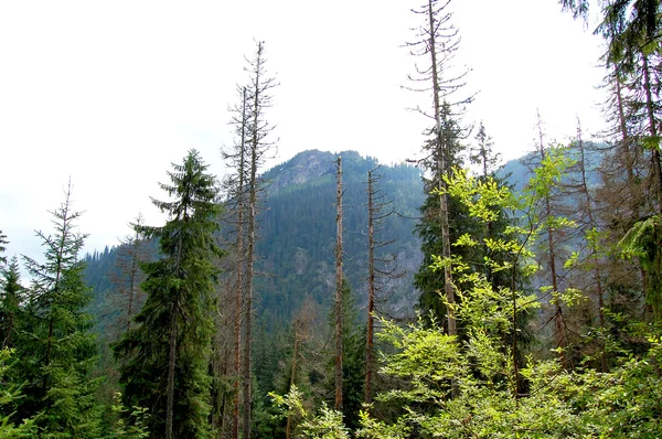 Troncos rotos de árboles en un bosque de montaña —  Fotos de Stock