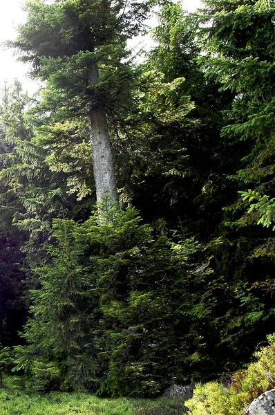 Μυστηριώδη δέντρο σε ένα ξέφωτο στο δάσος — Φωτογραφία Αρχείου