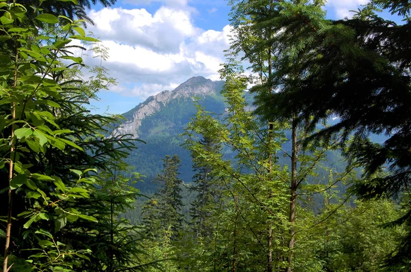 Hermoso paisaje de montaña soleado en las vacaciones del día —  Fotos de Stock