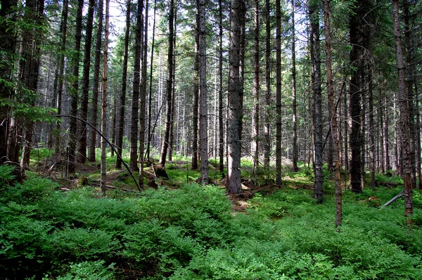 Troncos rotos de árboles en un bosque de montaña — Foto de Stock