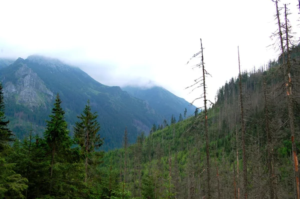 Зеленый лес на краю нежных холмов — стоковое фото